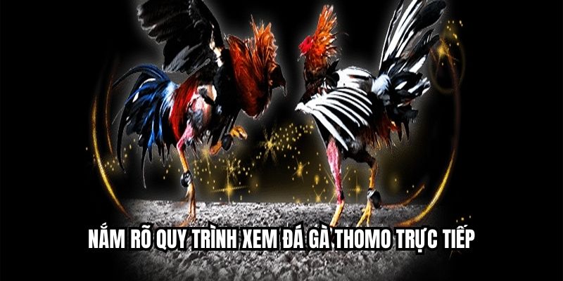 Nắm rõ quy trình xem đá gà thomo trực tiếp