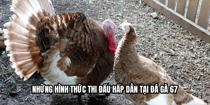 Những hình thức thi đấu hấp dẫn tại đá gà 67