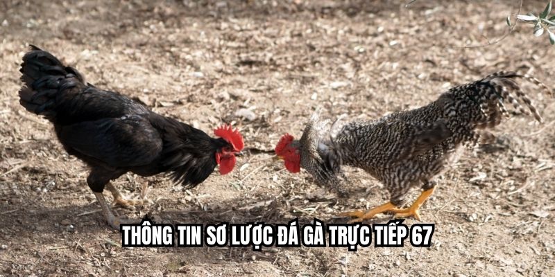 Thông tin sơ lược đá gà trực tiếp 67