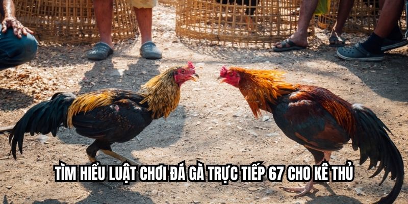 Tìm hiểu luật chơi đá gà trực tiếp 67 cho kê thủ